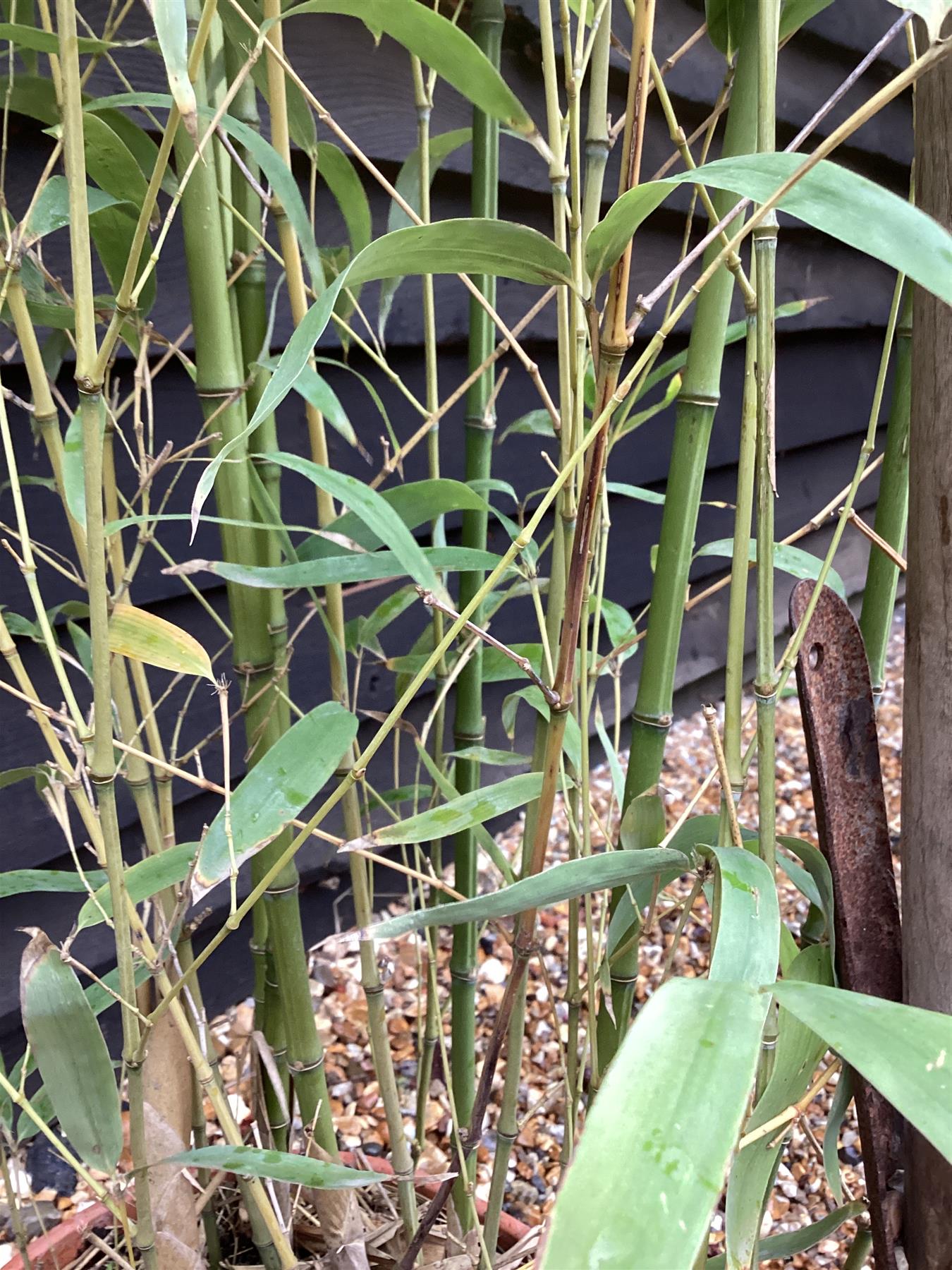 Phyllostachys aurea | Fish-pole bamboo - Height 180-200cm - 10lt