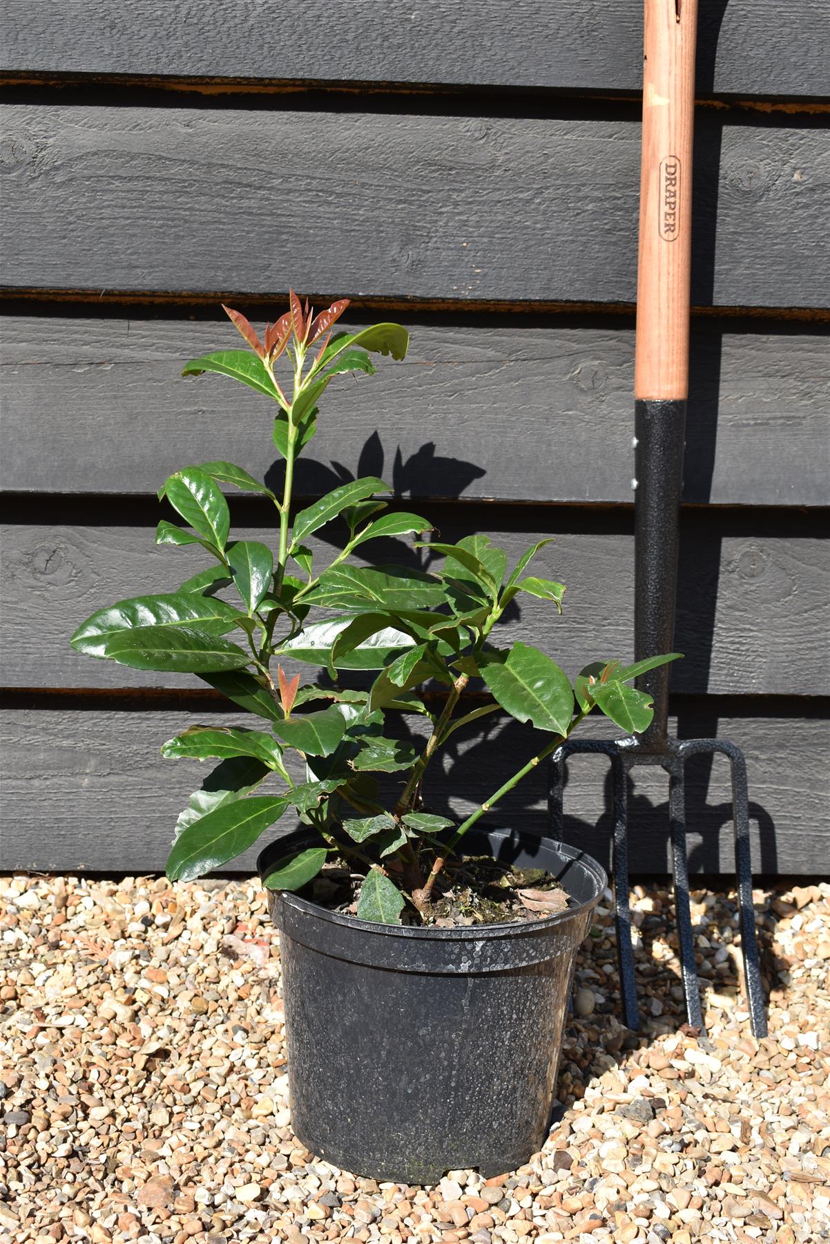 Cherry Laurel 'On fire' | Prunus laurocerasus On Fire - Height 20-40cm - 5lt