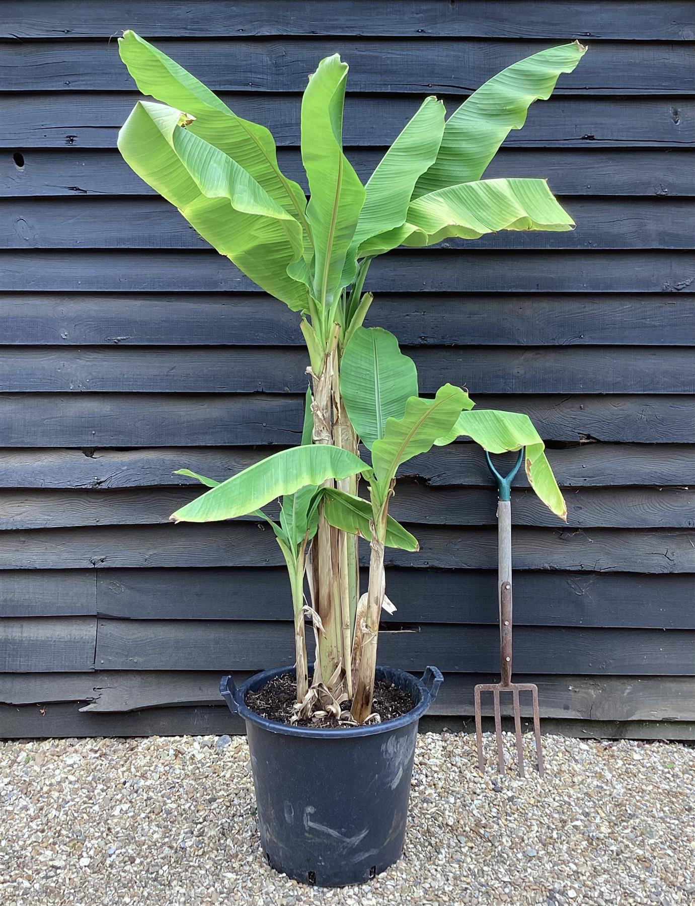 Musa basjoo | Japanese Banana 100-120cm - 40lt