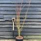 Acer palmatum 'Sango-kaku' | Red Bark Maple - 130-140cm - 15lt