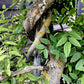 Sophora Japonica Pendula - Twisted stem - 240-260cm - 180lt