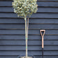 Ilex aquifolium 'Argentea Marginata' | Silver-Margined Holly - Clear Stem -  Height 150-160cm - 45lt