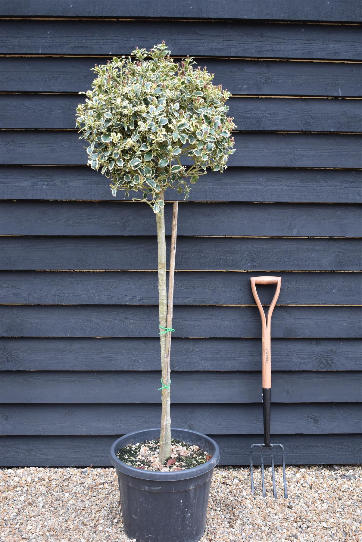 Ilex aquifolium 'Argentea Marginata' | Silver-Margined Holly - Clear Stem -  Height 150-160cm - 45lt