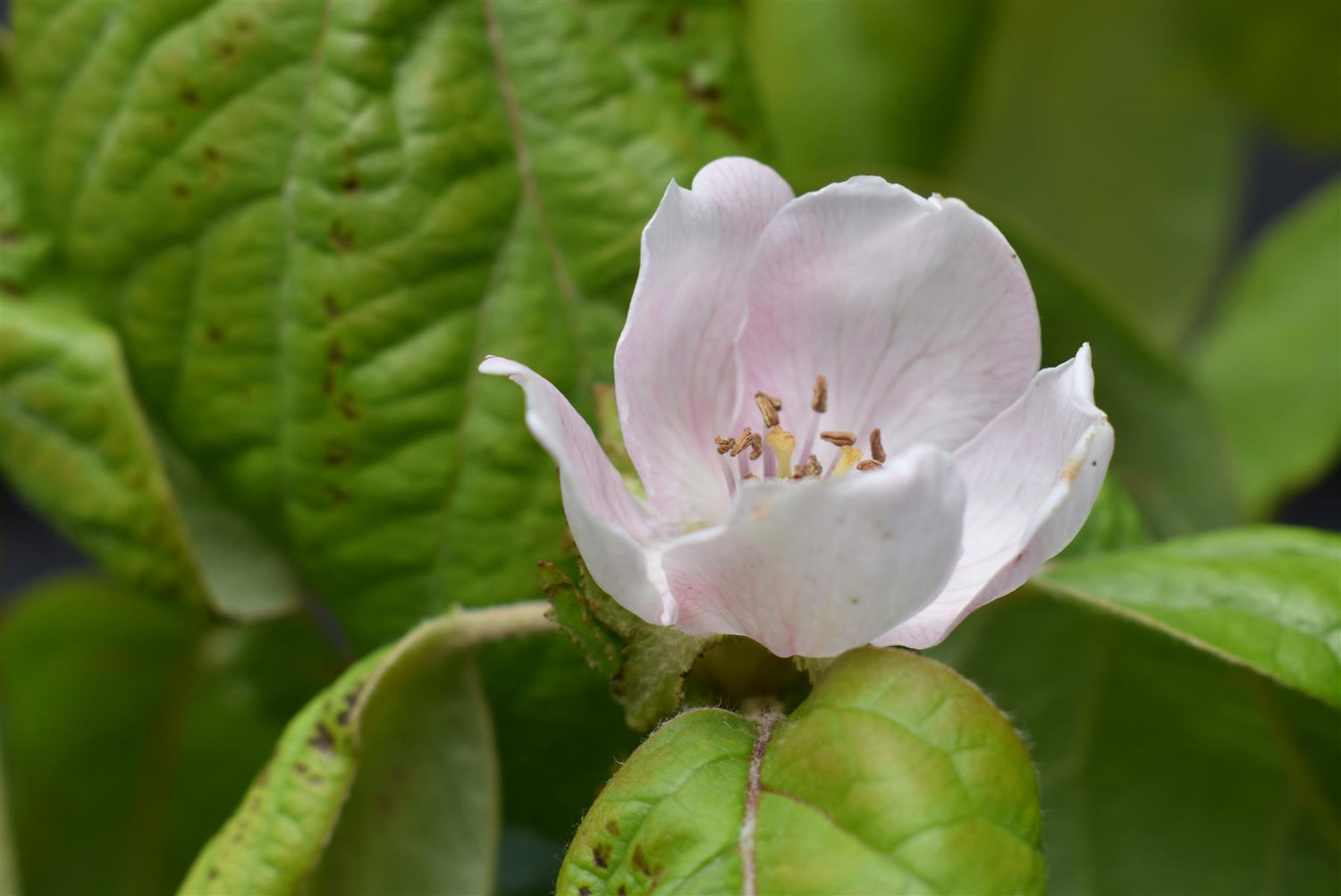 Quince 'Vranja' | Cydonia oblonga 'Vranja' - 150-160cm - 12lt