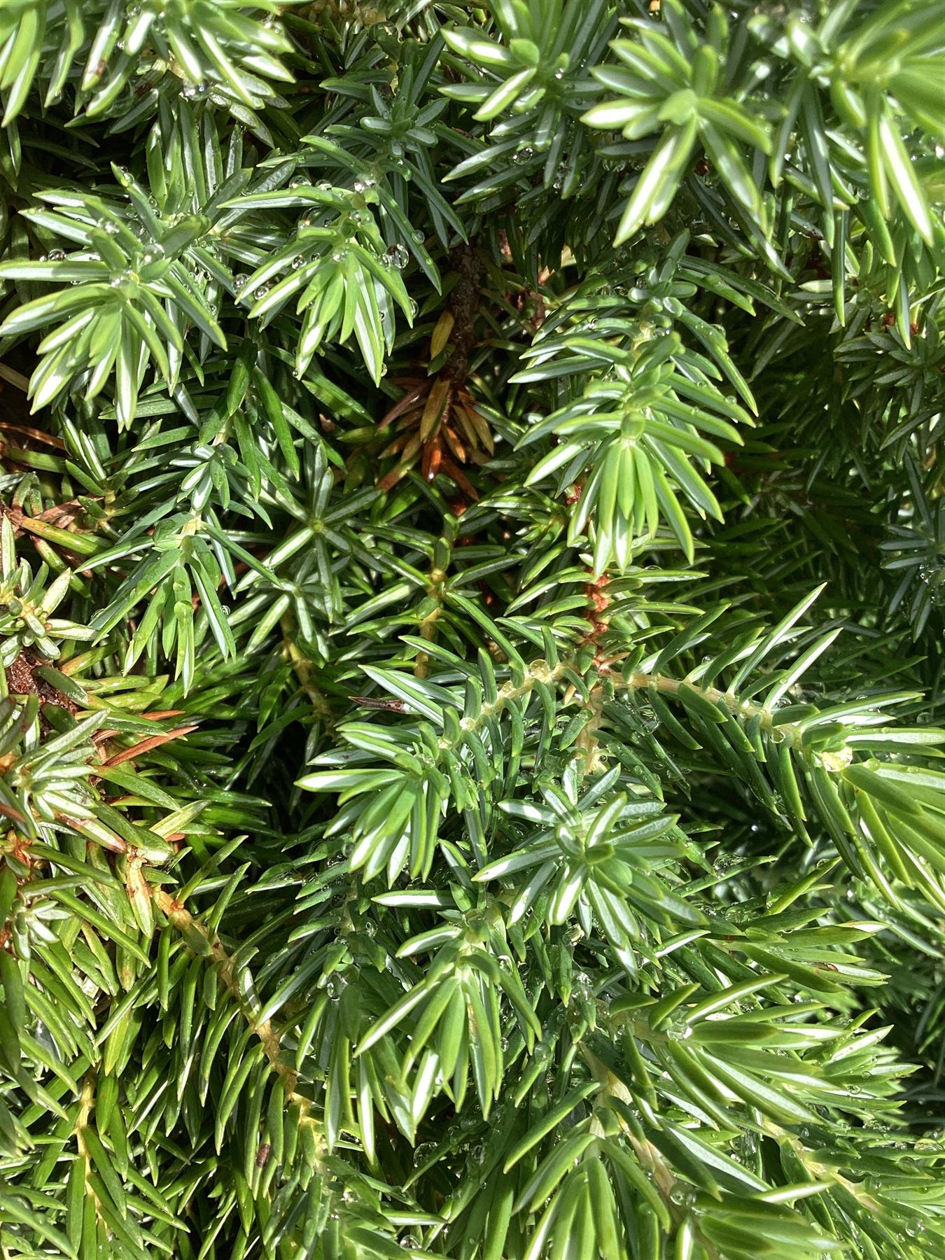 Juniperus conferta 'Blue Pacific' - 110-120cm, 20lt