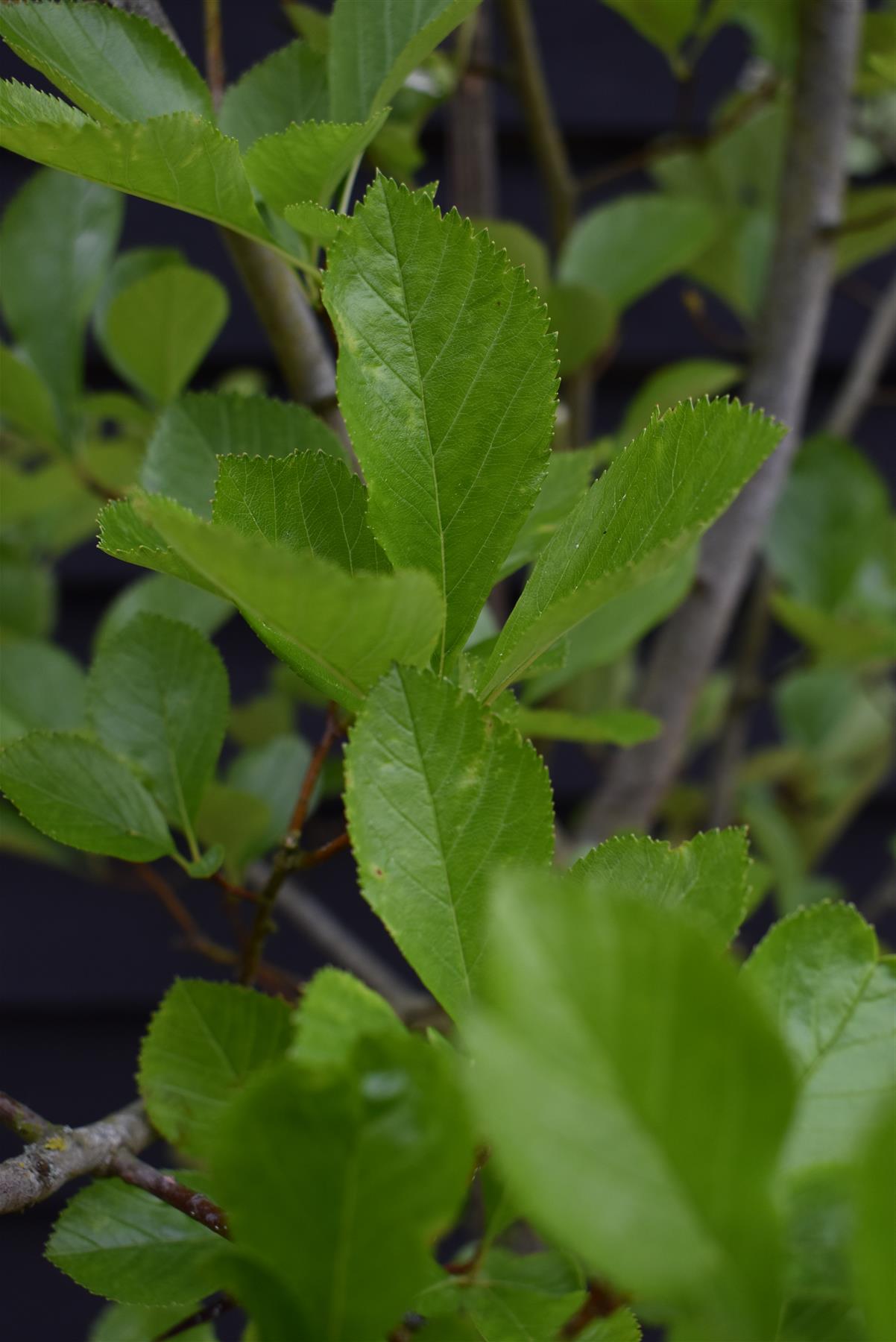 Crataegus Persimilis 'Prunifolia' | Broad-leaved Cockspur Thorn - 180-220cm, 20lt