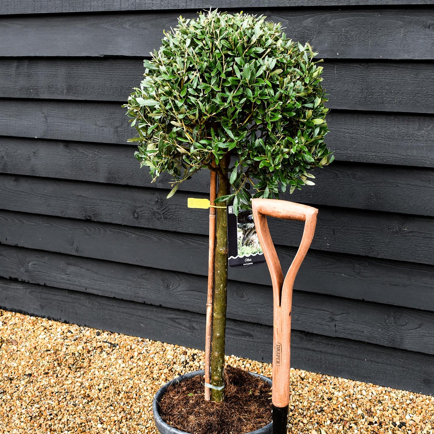 Olive Tree |Olea Europea - Clear Stem 50-60cm - Girth 16-18cm - 170-190cm - 25lt