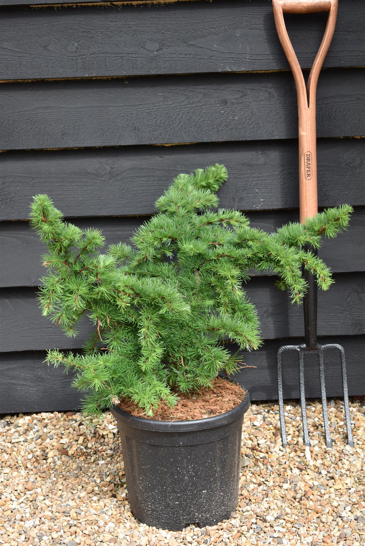 Larix decidua 'Little Bogle' | European larch - Height 50-60cm - Width 60cm - 11lt