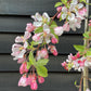 Malus Sun Rival | Weeping Crab Apple Tree - 200-250cm, 10lt