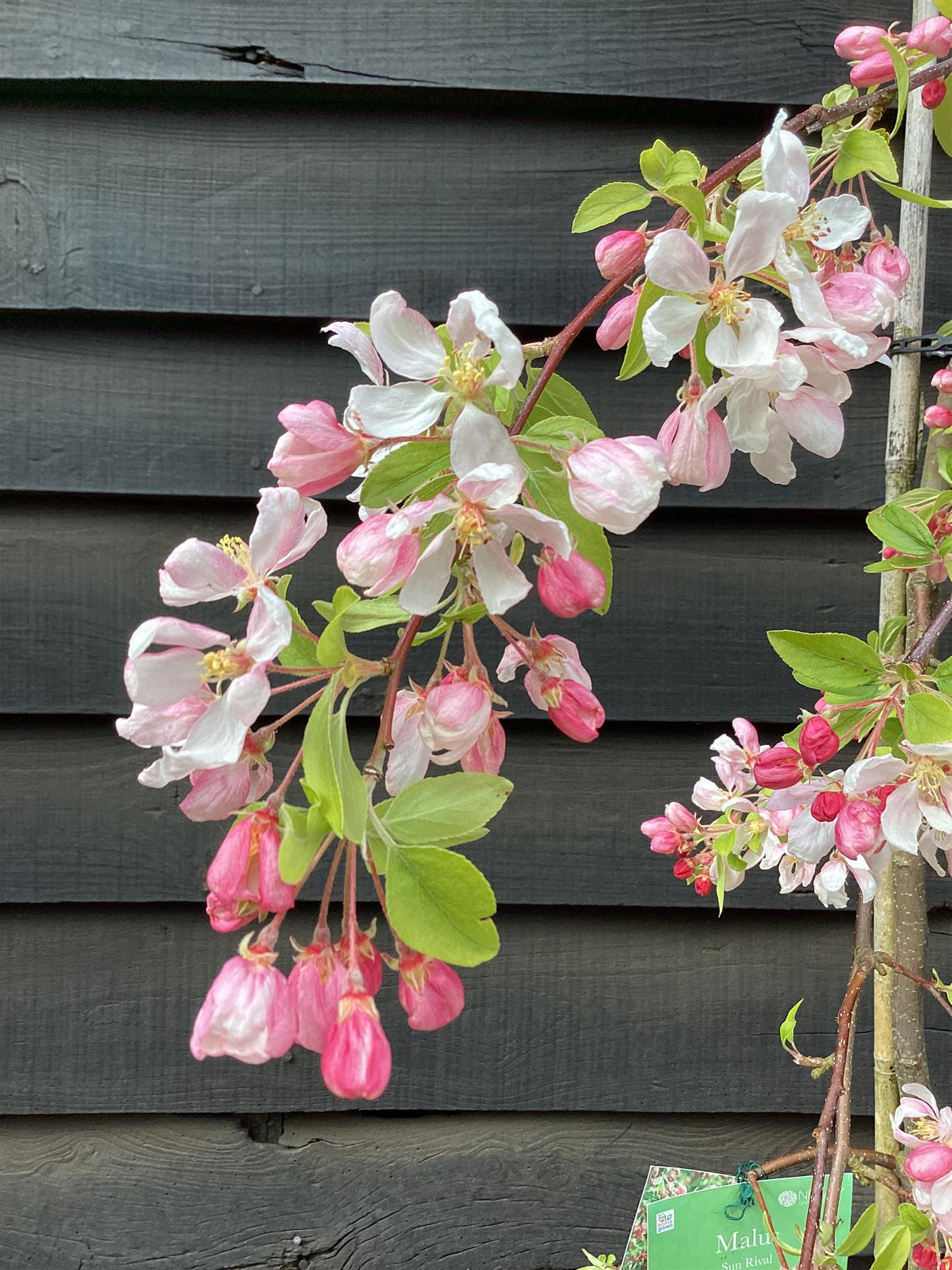 Malus Sun Rival | Weeping Crab Apple Tree - 160-180cm, 10lt