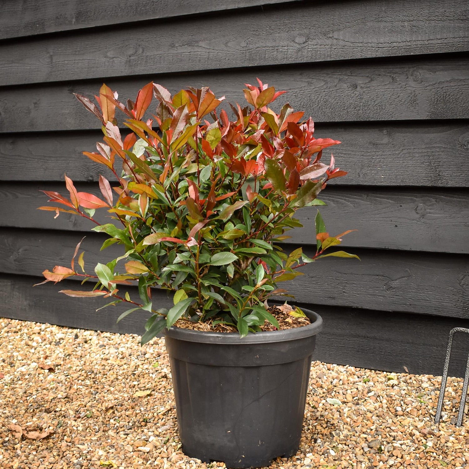 Photinia x fraseri Robusta Compacta - Ball - Height 40cm - 18lt