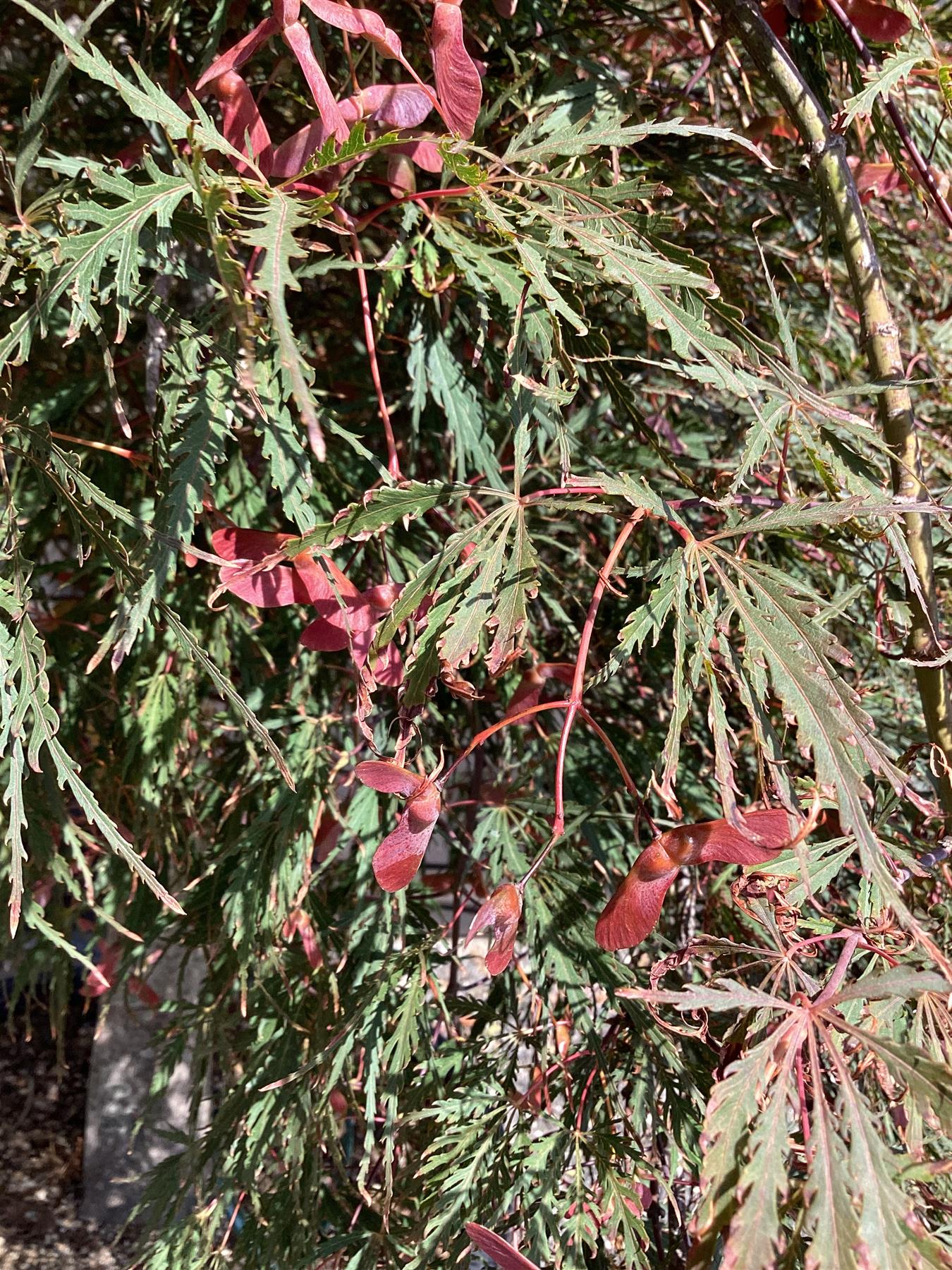 Acer palmatum Inaba-Shidare 1/2 Std | Japanese maple 'Inaba-shidare' - 200-250cm - 375lt