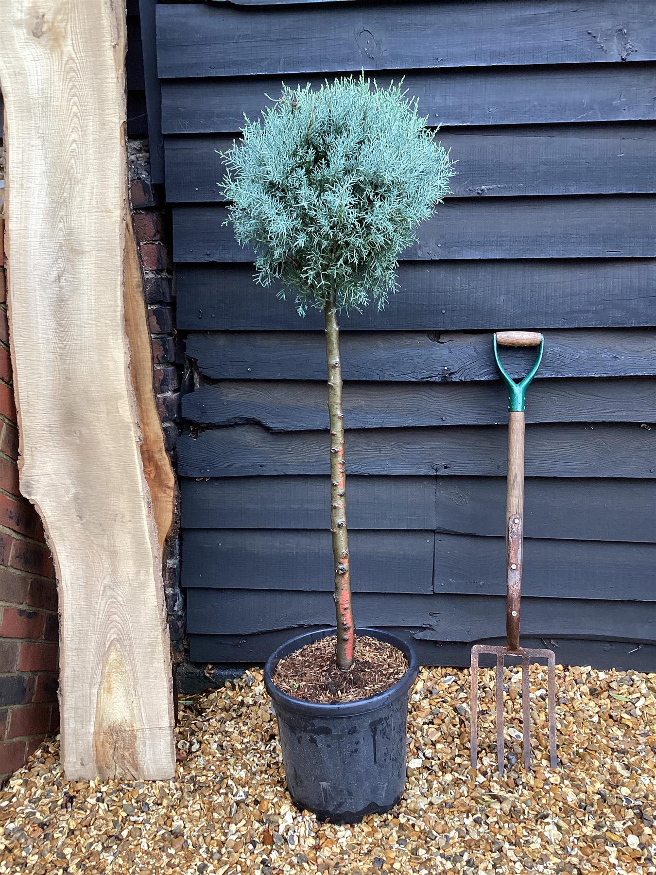 Cupressus arizonica var. glabra 'Glauca' | Arizona cypress 'Glauca' Half Standard - 150-160cm, 18lt