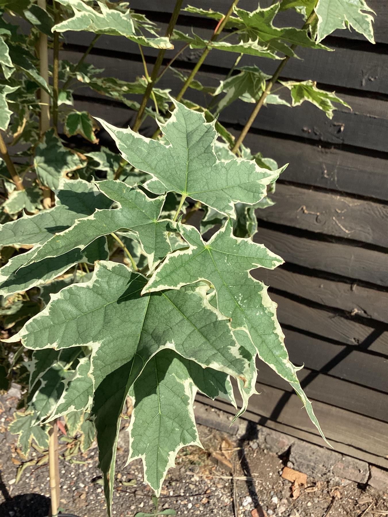 Acer Platanoides 'Drummondii' | Norway Maple - Height 180-200cm - 12lt