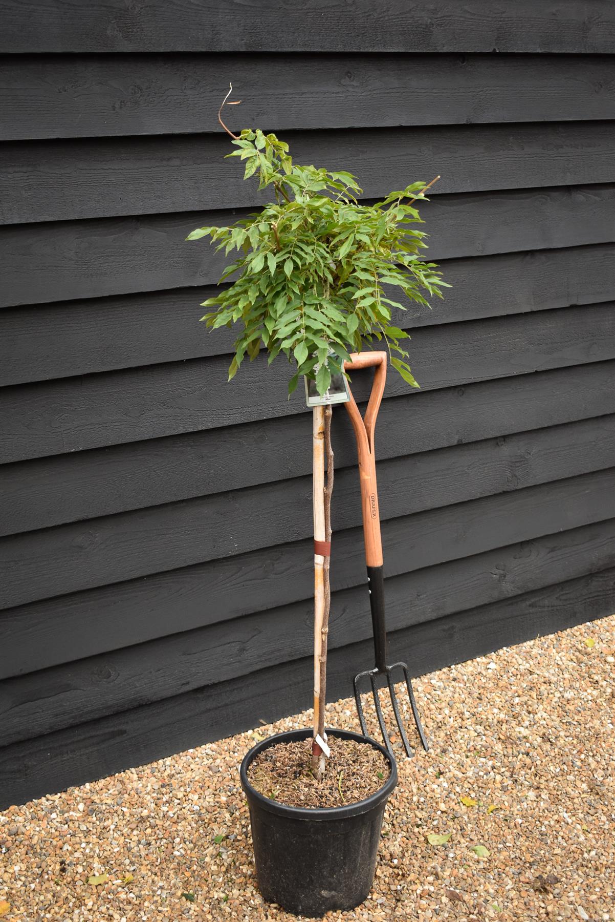 Wisteria sinensis 'Alba' - White flower - Clear Stem 80cm - Height 130-150cm - 18lt