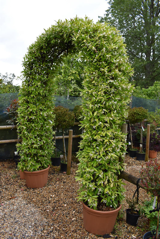 Trachelospermum jasminoides | Chinese Jasmine - Arch - 270cm, 55lt