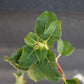 Hydrangea petiolaris | Climbing Hydrangea - 30-40cm - 3lt