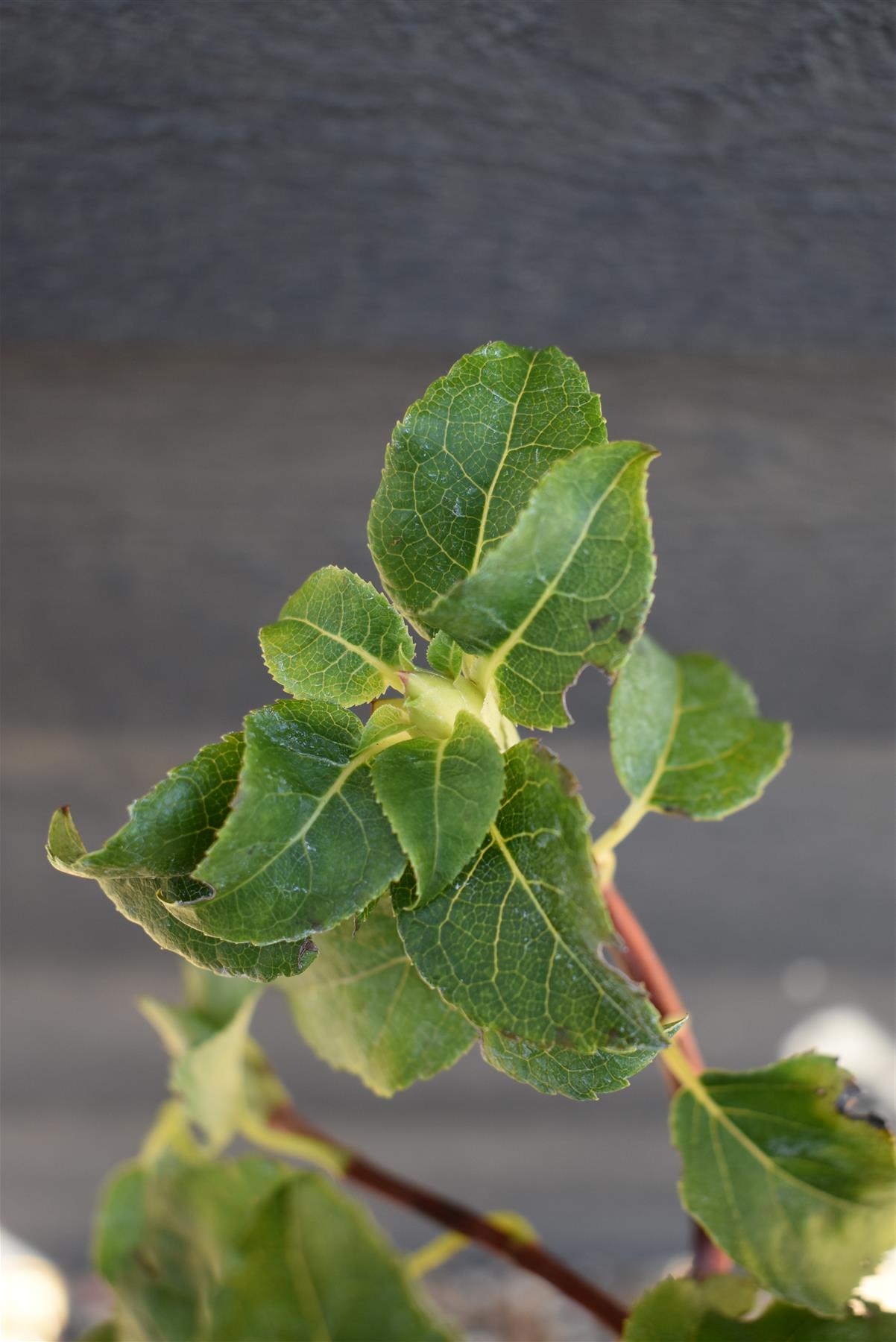 Hydrangea petiolaris | Climbing Hydrangea - 30-40cm - 3lt