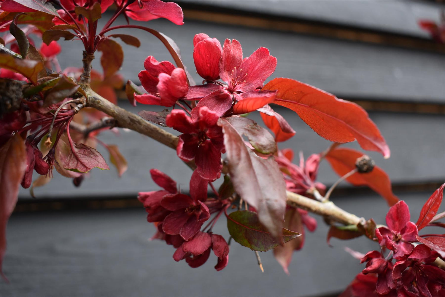 Malus Royalty | Purple Flowering Crab Apple Tree, Clear Stem - 170-200cm, 10lt