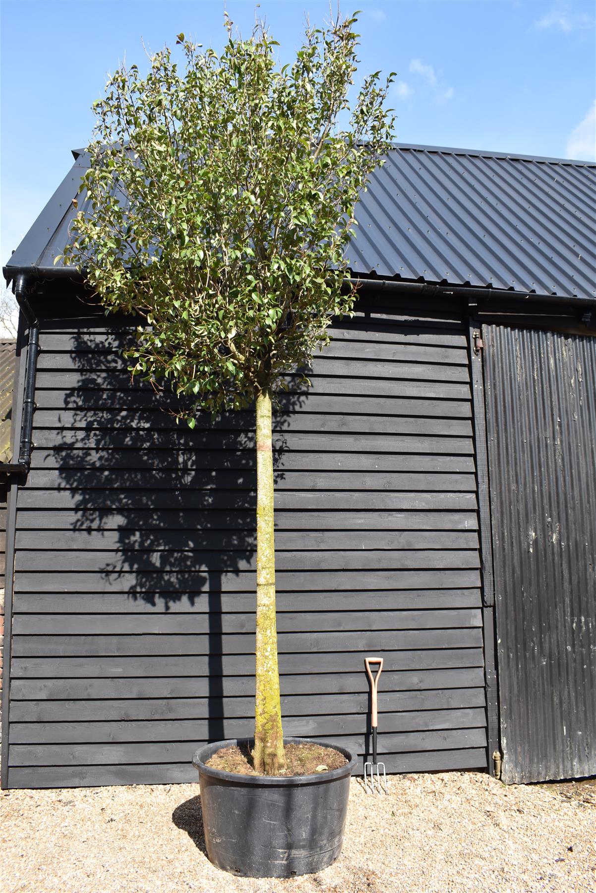 Ligustrum ovalifolium 'Aureum' | Golden Privet Standard, Clear Stem - Girth 30-35cm - 460-480cm - 285lt