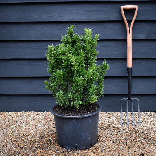 Euonymus japonicus 'Benkomasaki' Shrub - Height 60-80cm - 20lt