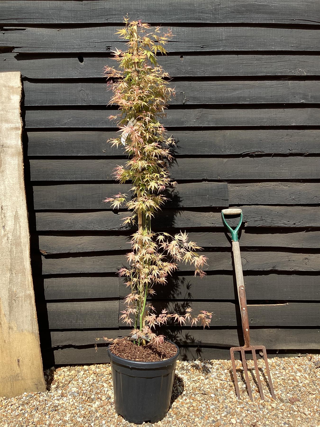 Acer palmatum 'Phoenix' | Japanese maple 'Phoenix' - Narrow - 160-180cm - 20lt