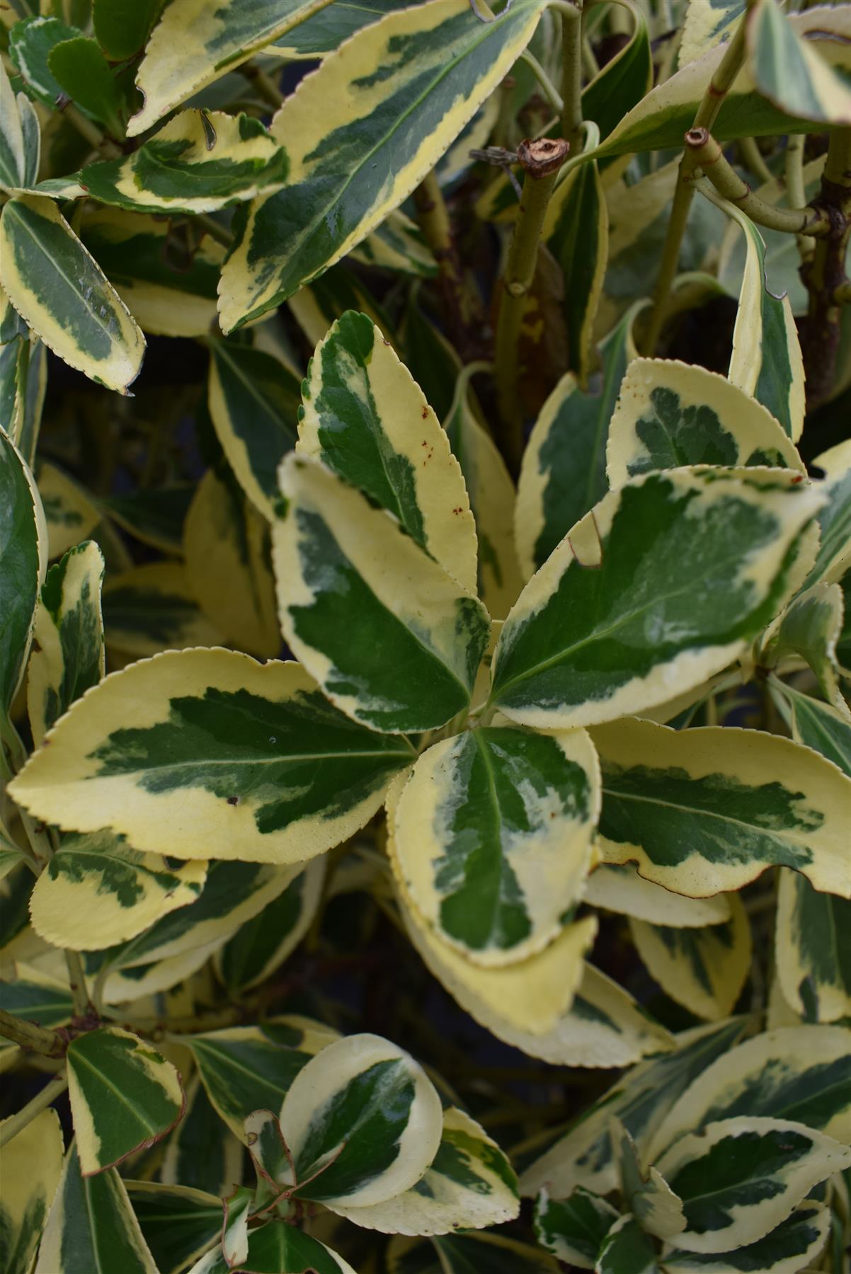 Euonymus japonicus 'Bravo' | Spindle 'Bravo' - Frame - 130-140cm, 20lt