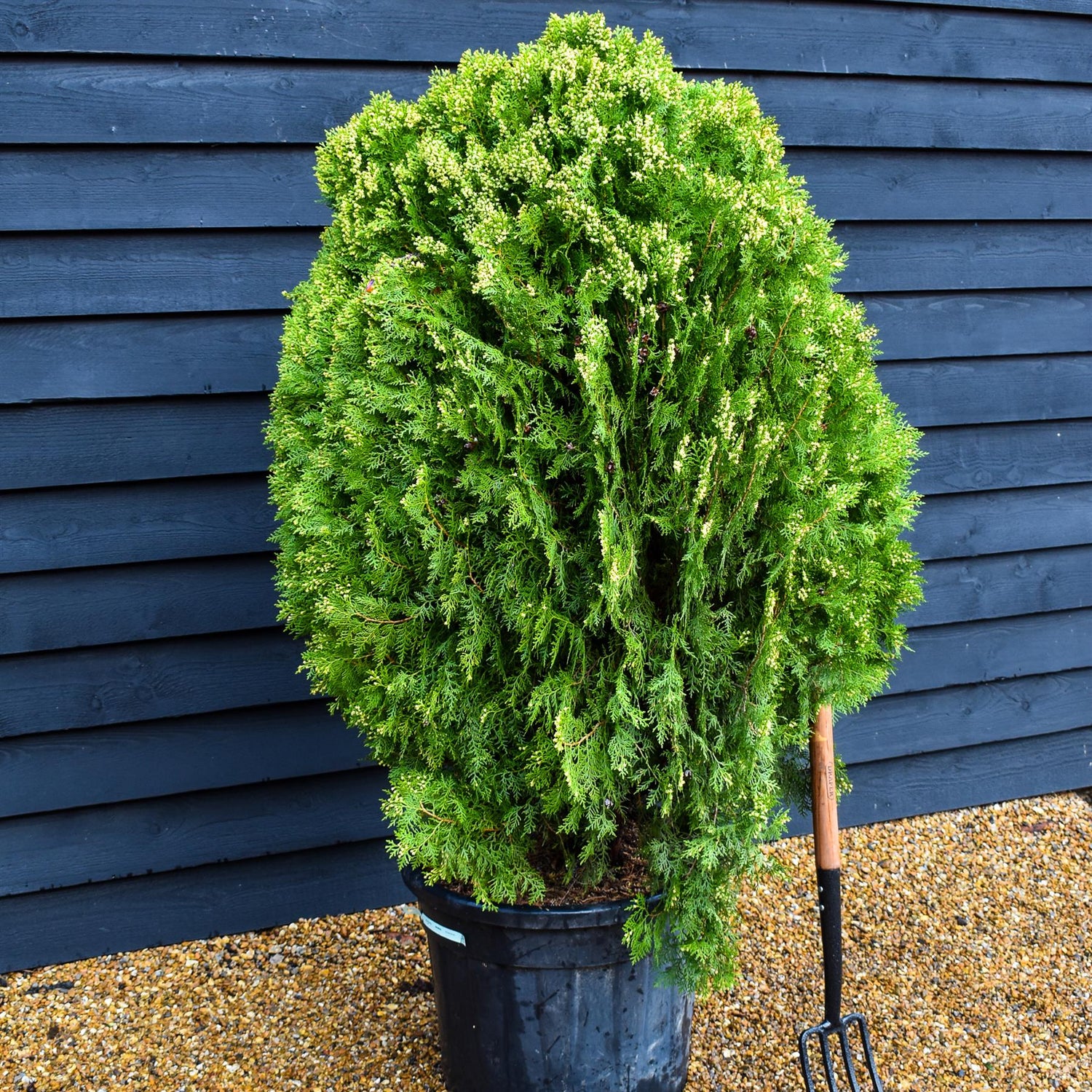 Thuja orientalis 'Aurea Nana' - Big and Bushy - Height 120-150cm - 55lt