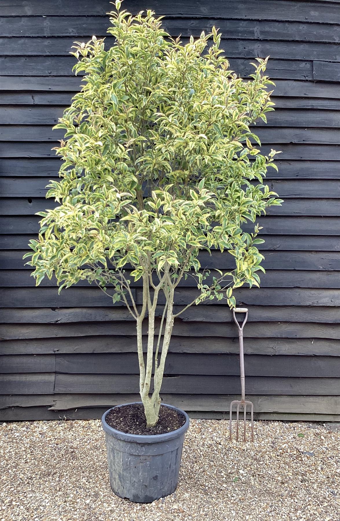 Ligustrum Japonica 'Variegatum' - Parachute | Japanese Privet - 210-250cm - 70lt'