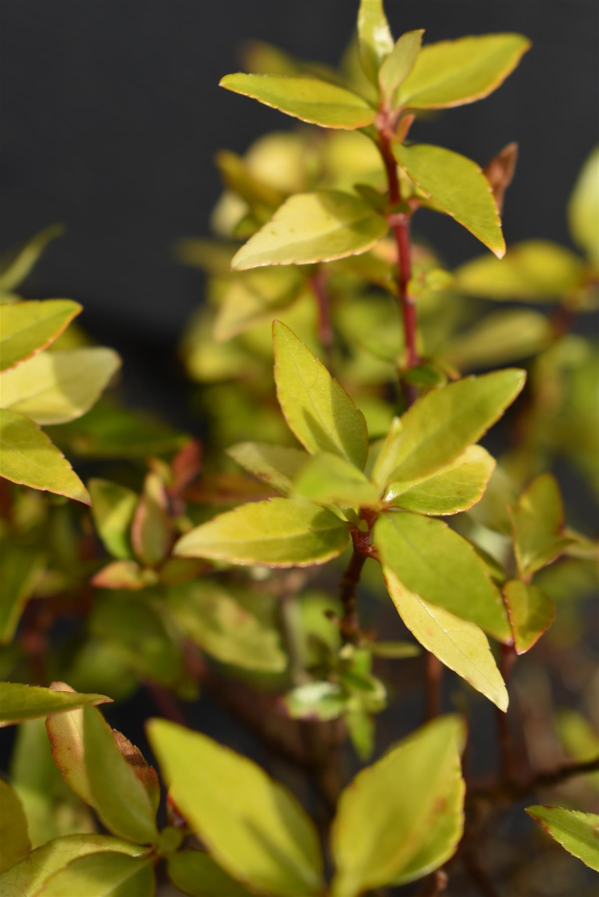 Abelia Gold Jewel - 25-35cm, 5lt