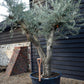 Olive Tree | Olea Europea - Specimen - Branched Out - Height 250 -300 cm - 280lt