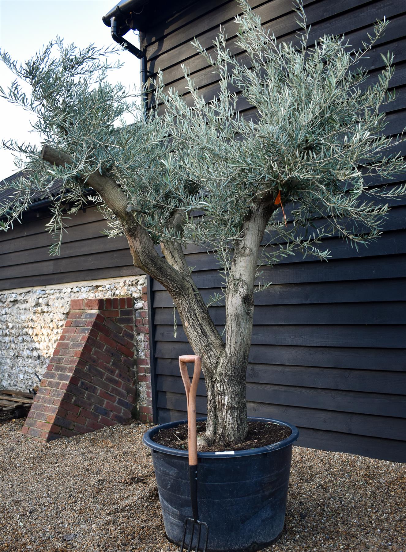 Olive Tree | Olea Europea - Specimen - Branched Out - Height 250 -300 cm - 280lt