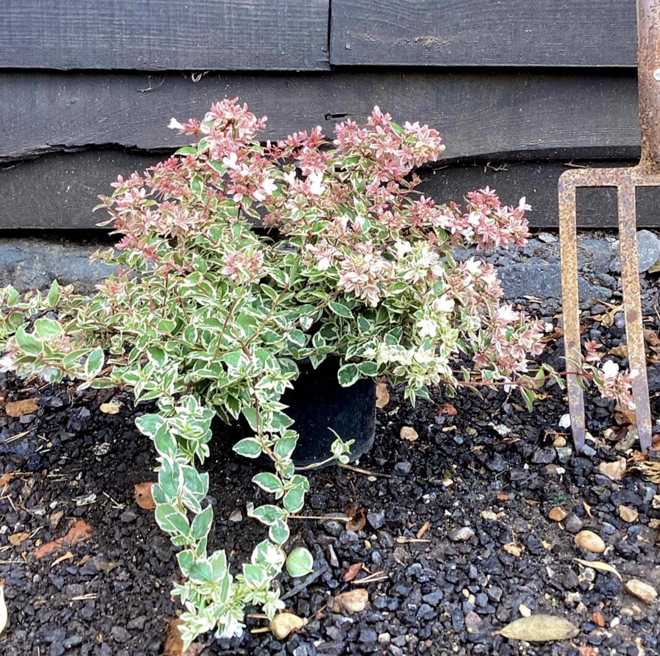 Abelia grandiflora Magic Daydream - 10/40cm, 2lt