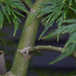Acer palmatum 'Emerald Lace' | Japanese maple 'Emerald Lace' - 90-100cm - 15lt