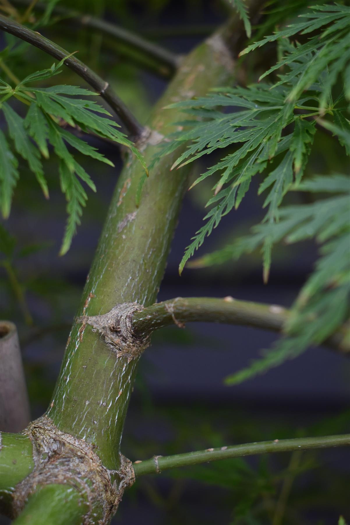 Acer palmatum 'Emerald Lace' | Japanese maple 'Emerald Lace' - 90-100cm - 15lt