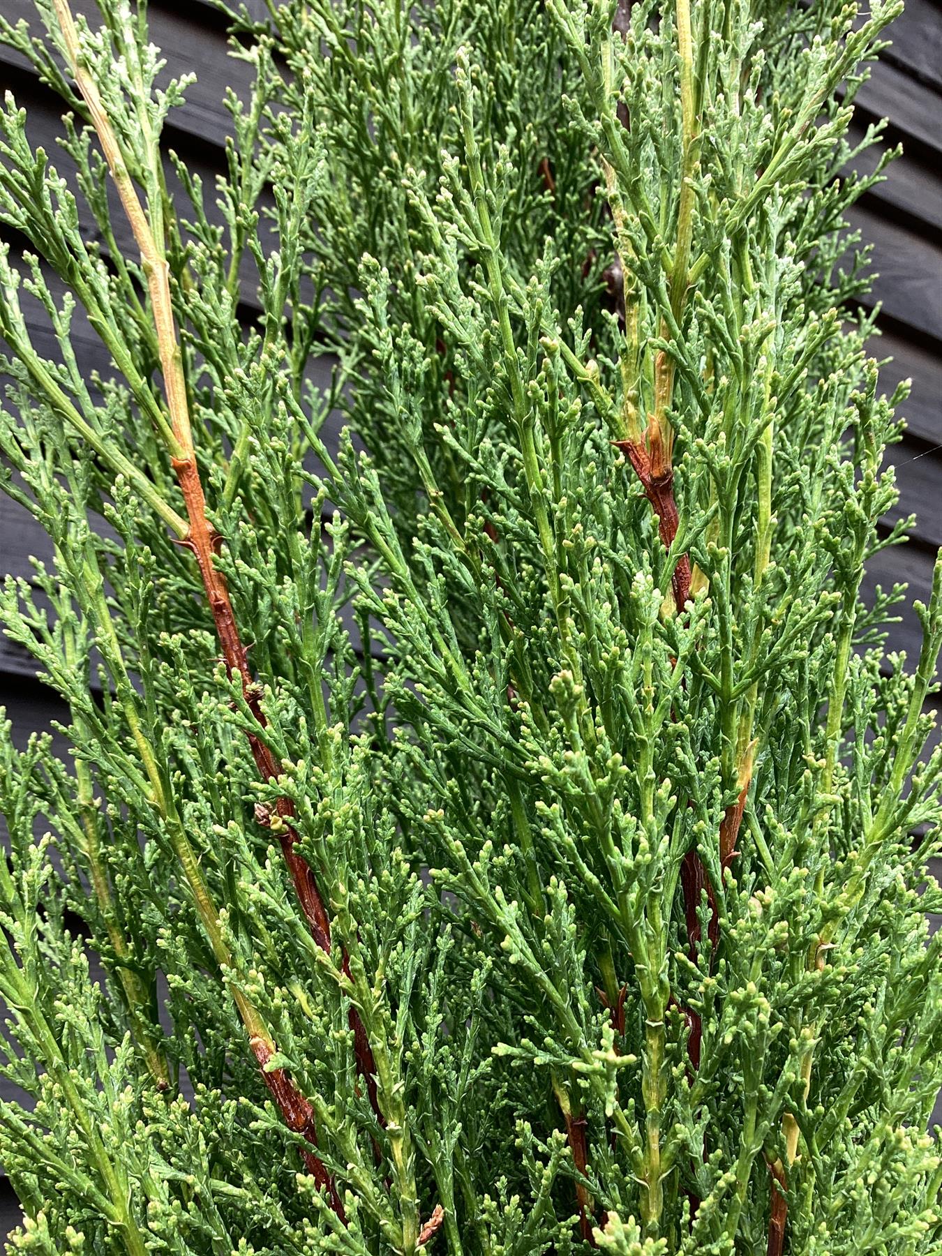 Cupressus sempervirens Totem (Italian Cypress 'Totem') - 175/200cm, 10lt