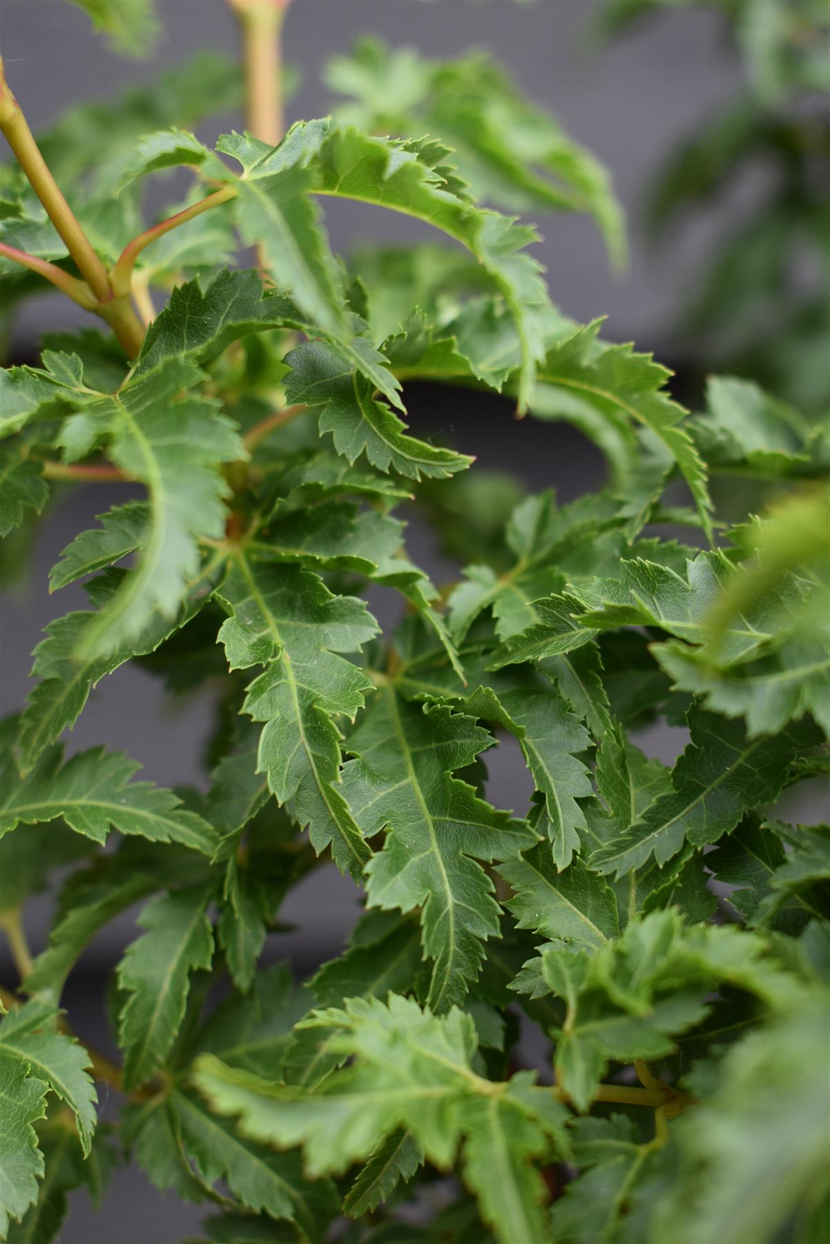 Shishi Gashira Maple | Acer Palmatum 'Crispifolium' Lion's Head Japanese Maple - Height 100-130cm - 50lt