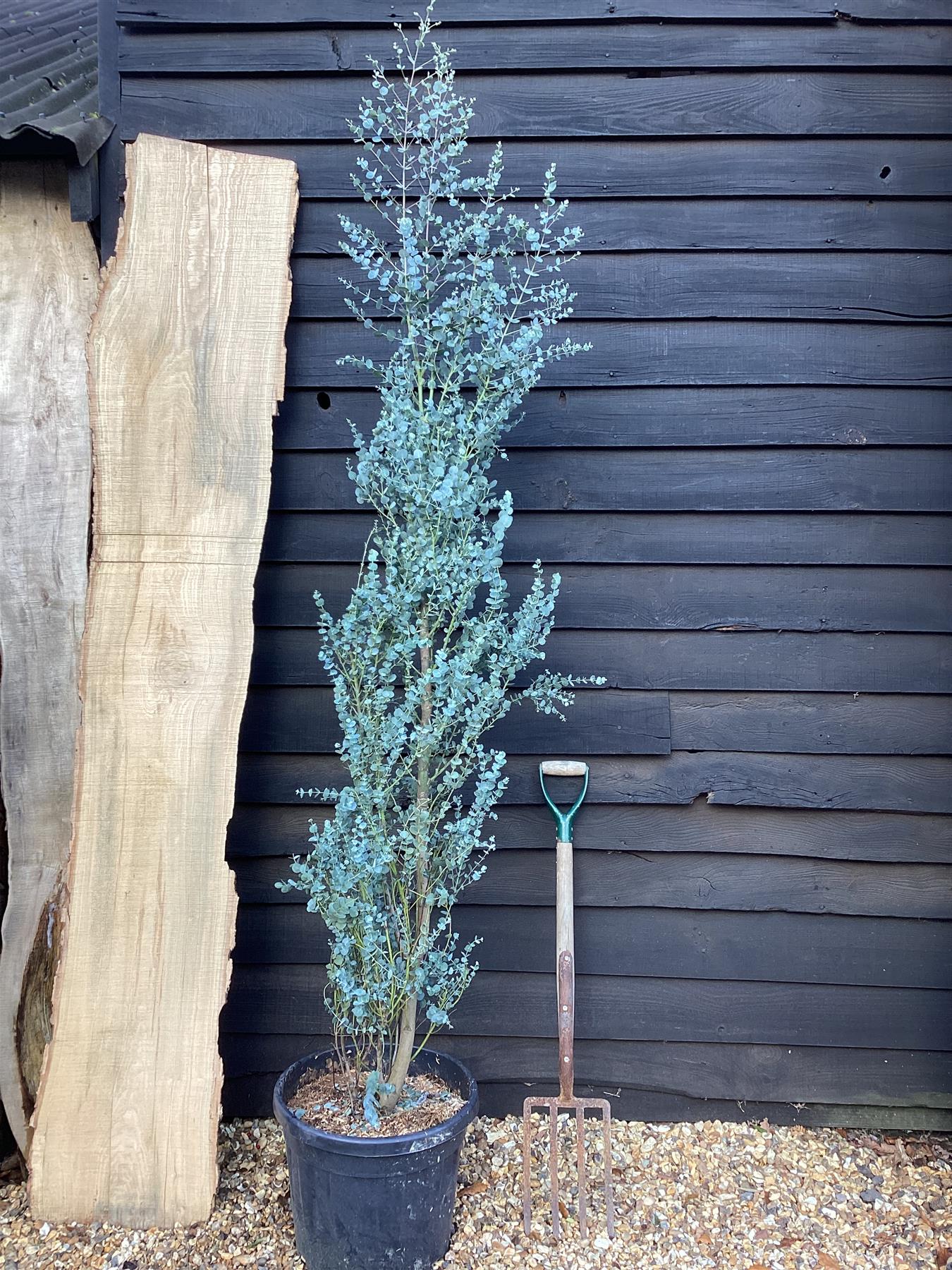 Eucalyptus Azura | Cider Gum Azura - 220-230cm, 30lt