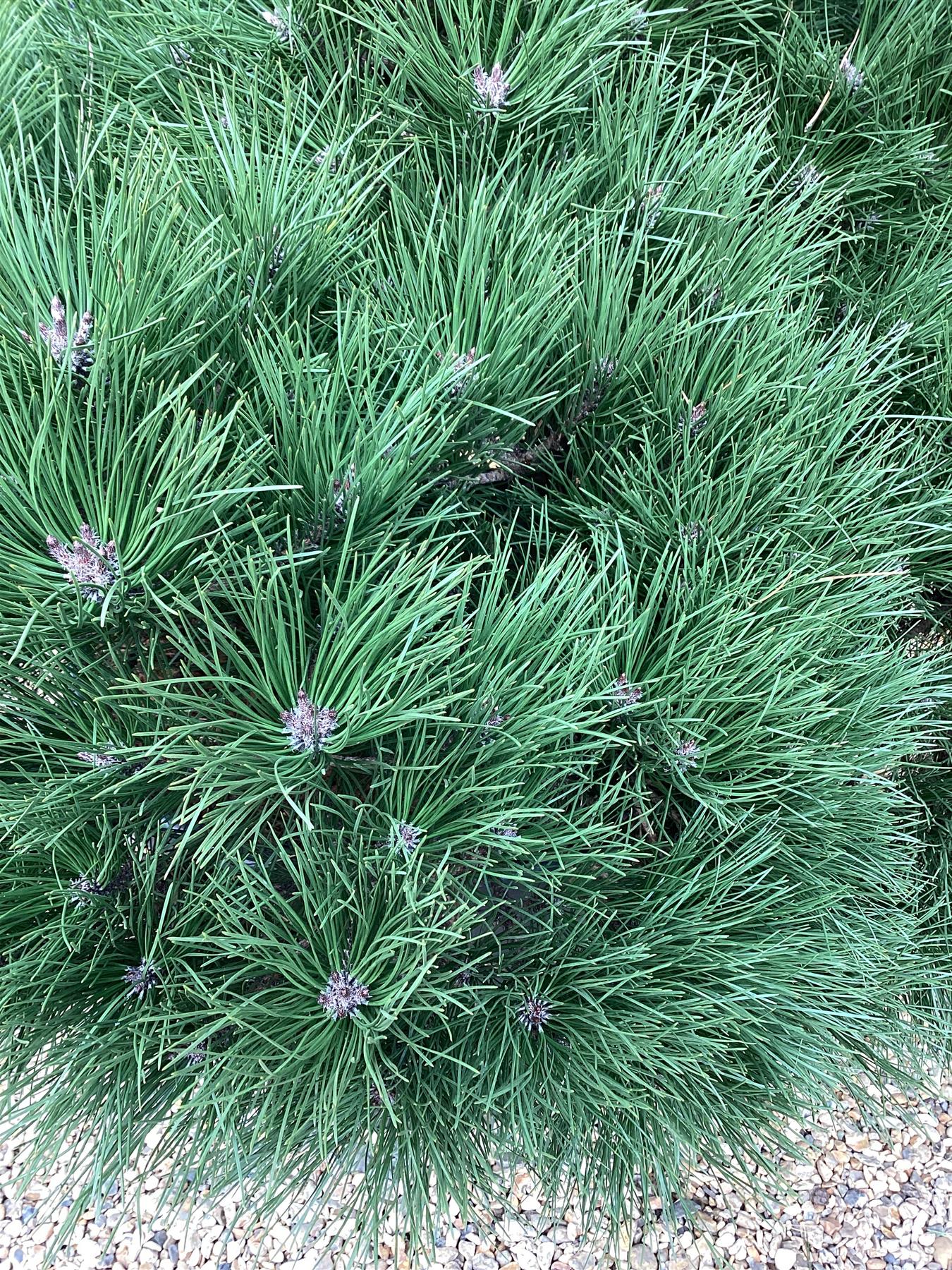 Pinus Nigra  'Pierrick Bregeon' Brepo - Height 120cm - Width 90-100cm - 110lt