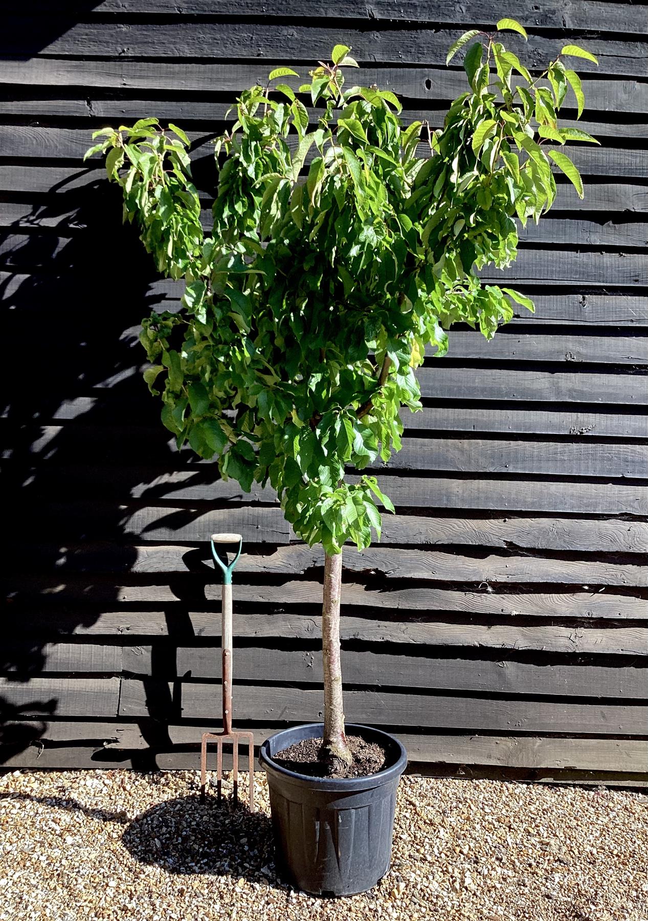 Cherry tree 'Burlat' | Prunus avium - Girth 18-20cm - 220-240cm - 50lt