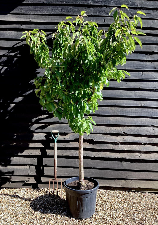 Cherry tree 'Burlat' | Prunus avium - Girth 18-20cm - 220-240cm - 50lt