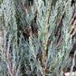 Juniperus scopulorum 'Skyrocket' - 150-170cm - 25lt