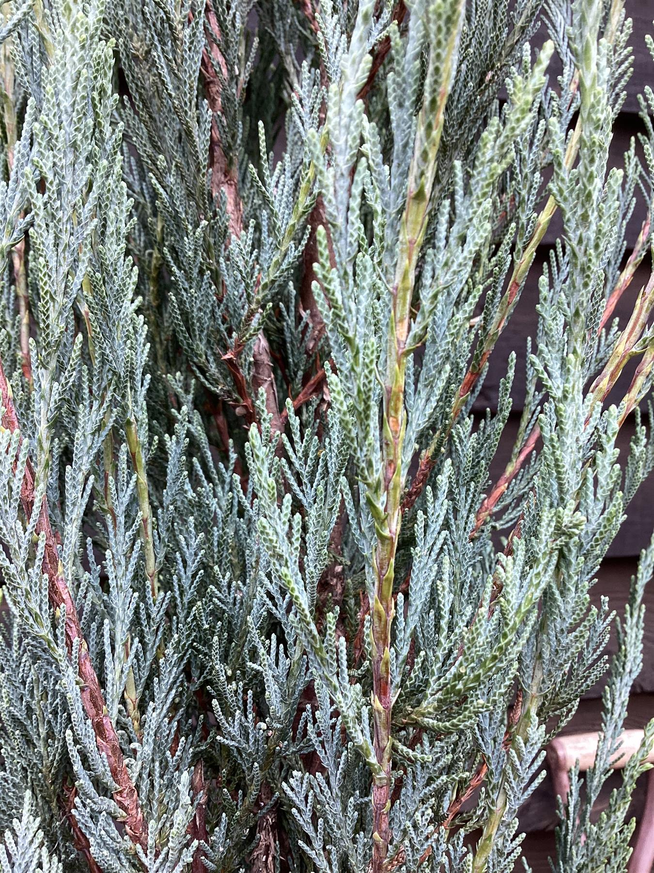 Juniperus scopulorum 'Skyrocket' - 150-170cm - 25lt