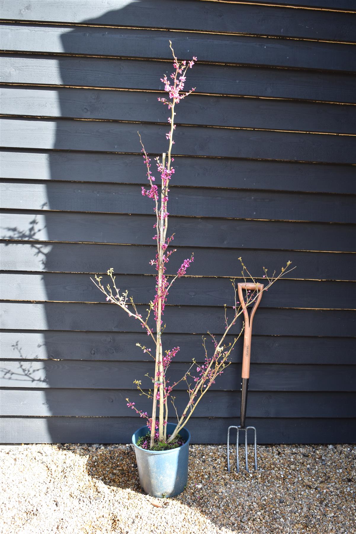 Cercis chinensis 'Avondale' - Height 150-200cm - 10lt