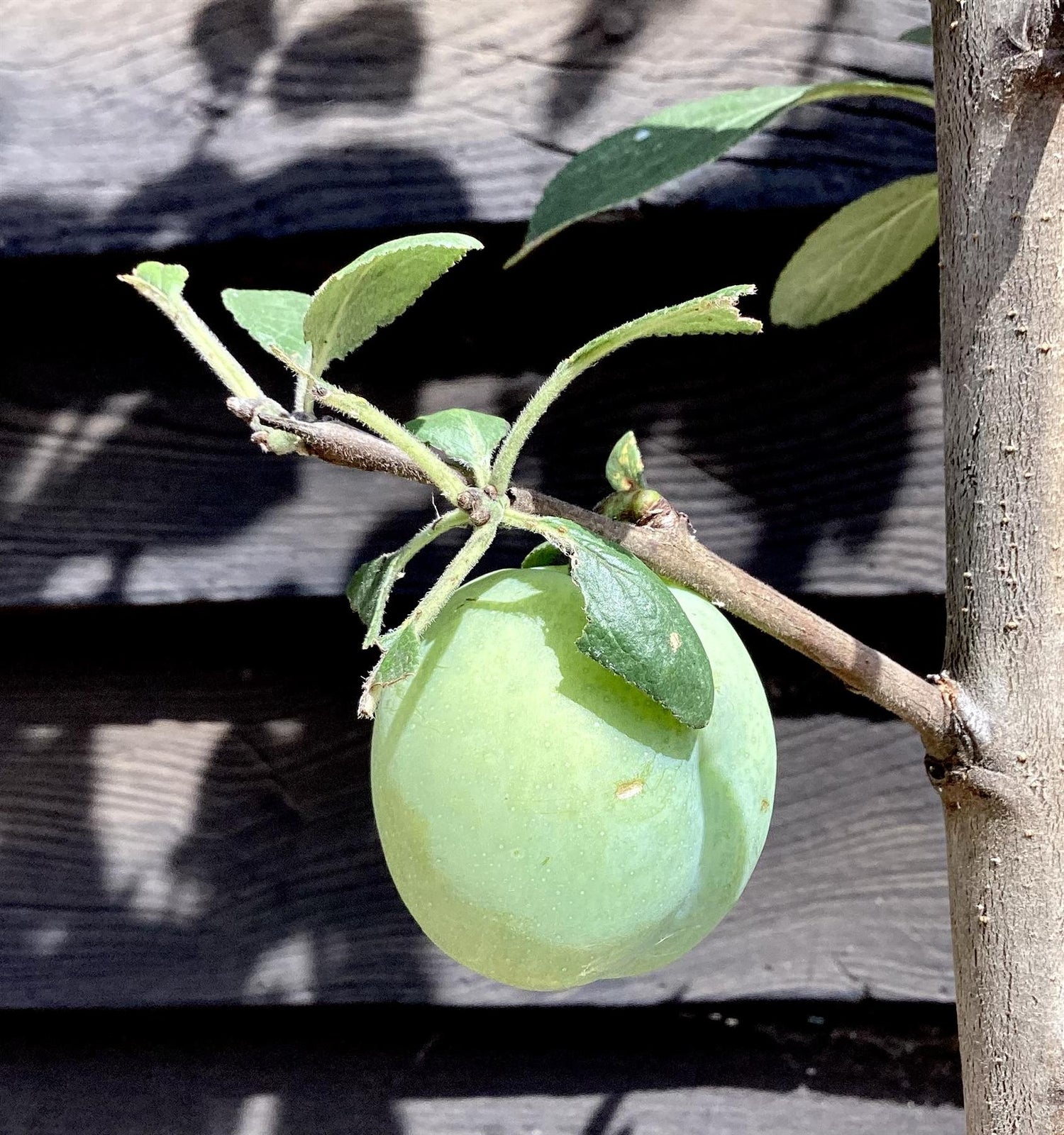 Plum 'Victoria' on St Julian -  Moderately vigorous | Prunus Domestica - 150-160cm - 12lt