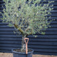 Olive Tree | Olea Europea - Specimen - Straight - Trunk height 60cm - Height 190cm - Girth 55cm - 160lt