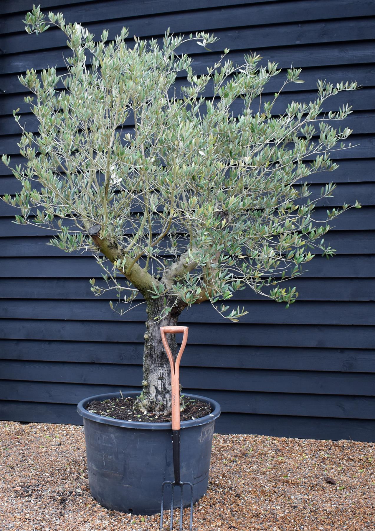 Olive Tree | Olea Europea - Specimen - Straight - Trunk height 60cm - Height 190cm - Girth 55cm - 160lt