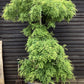 Sophora Japonica Pendula - Twisted stem - 240-260cm - 180lt