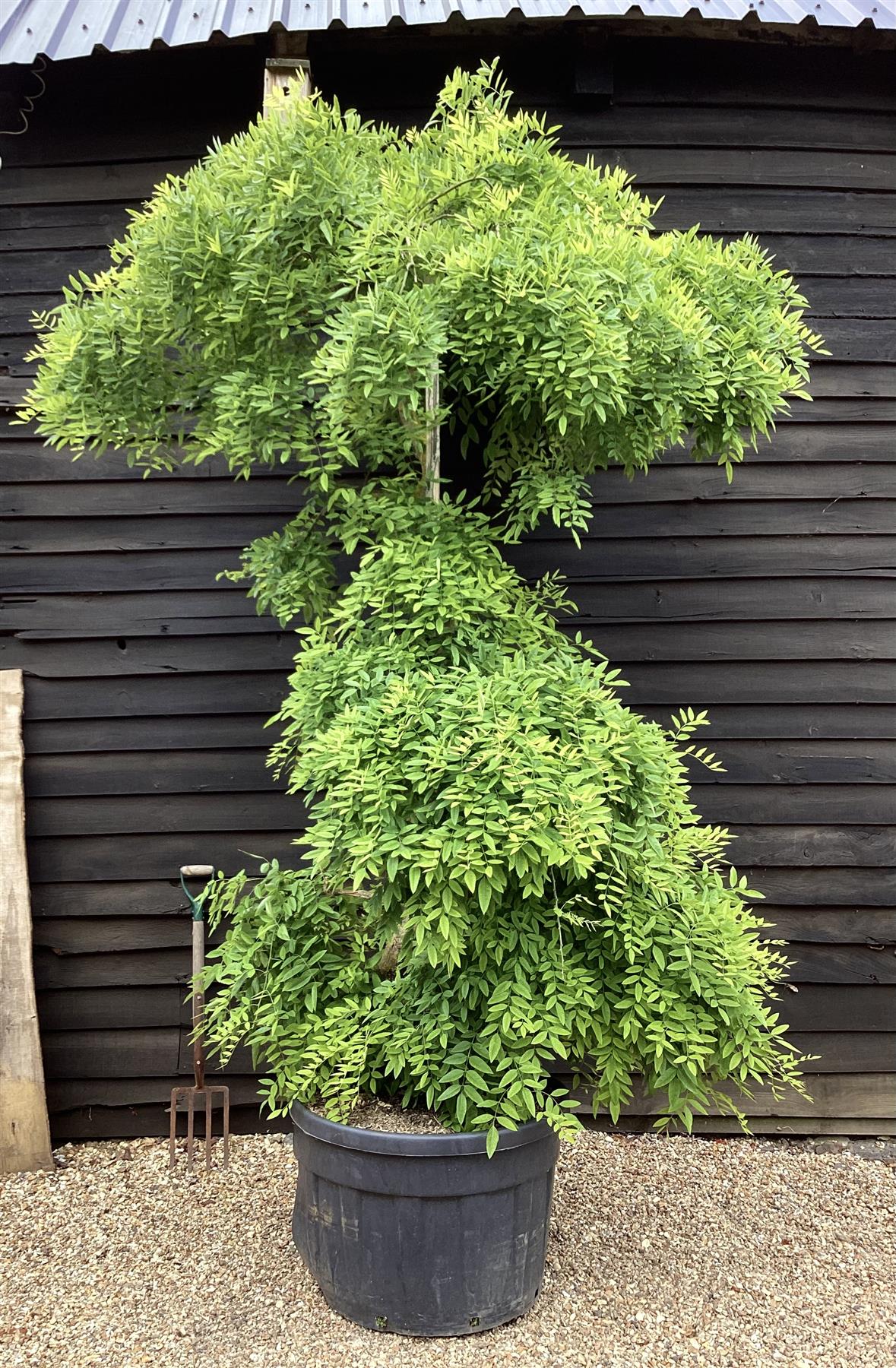 Sophora Japonica Pendula - Twisted stem - 240-260cm - 180lt