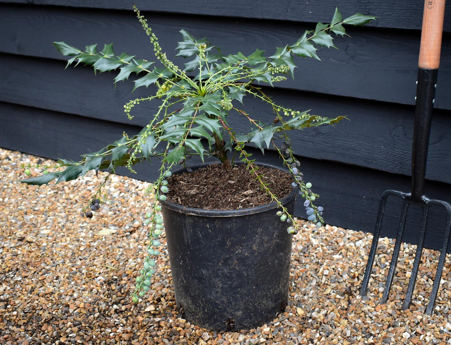 Mahonia Japonica - Height 30-50cm - 12lt